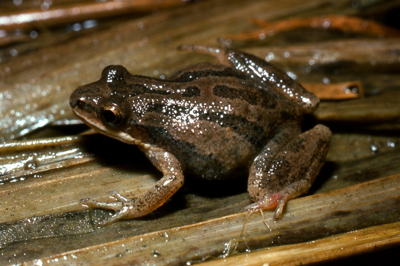 A chorus frog (Pseudacris sp). A chorus frog (Pseudacris sp). Credit: Jack Ray